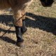 FLY BYE WRAP - NATURAL FLY REPELLENT FOR MINIATURE HORSES & DONKEYS